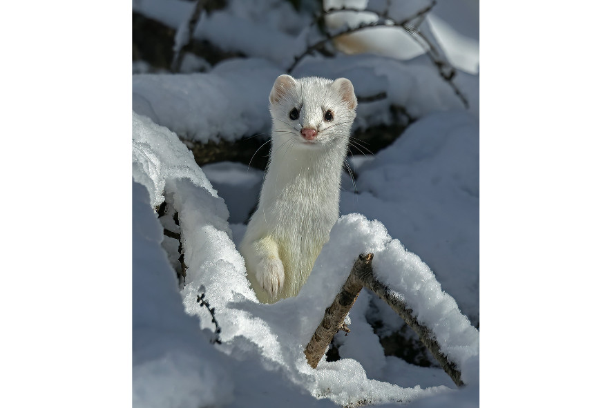 Ermine peeking through snow covered branches