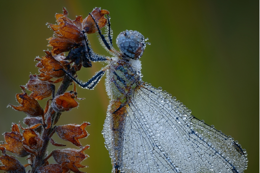 Dragonfly By William Petersen cropped