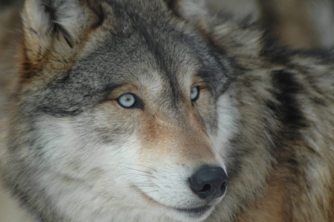 close up of a gray wolf