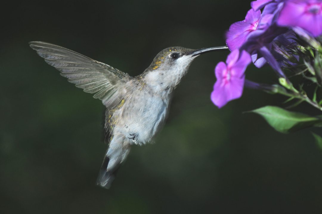 a rubythroated hummingbird eating nectar from a purple plant while midflight