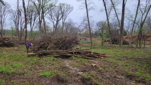 2023 grants for conservation feature of volunteers stacking brush in burn piles by hand after the mechanized logging operation in preparation for planting prairie species.