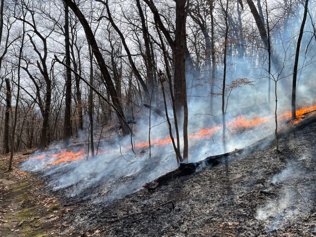prescribed burn in a forest