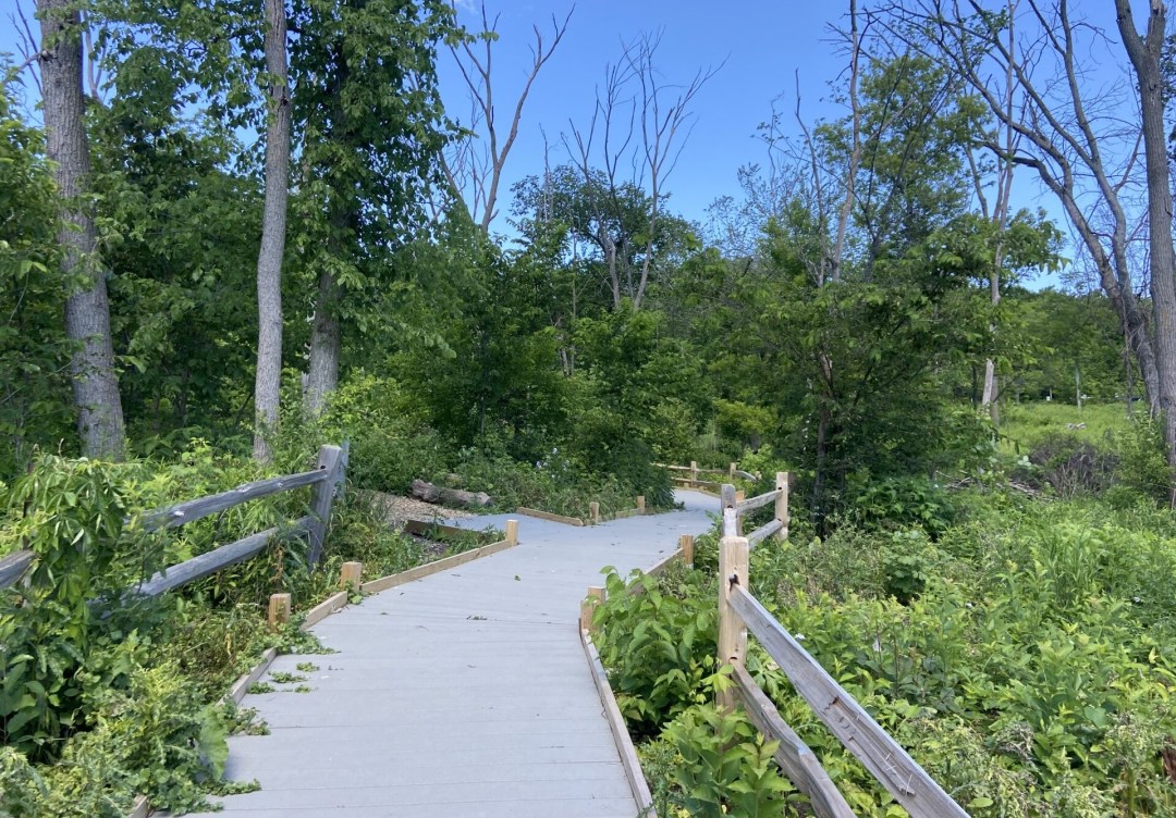 boardwalk going through trees at a nature center