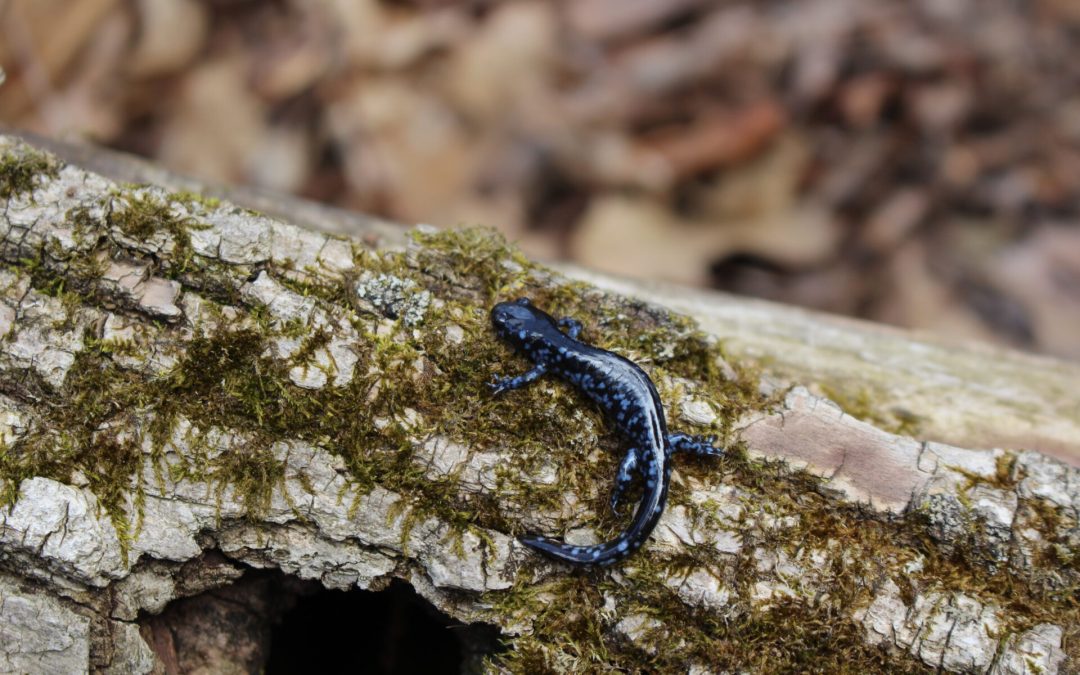 The Secret Lives of Wisconsin Salamanders