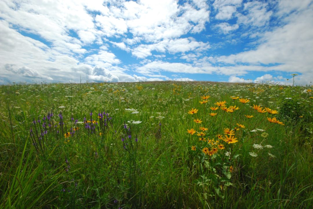wildflowers in a prairie