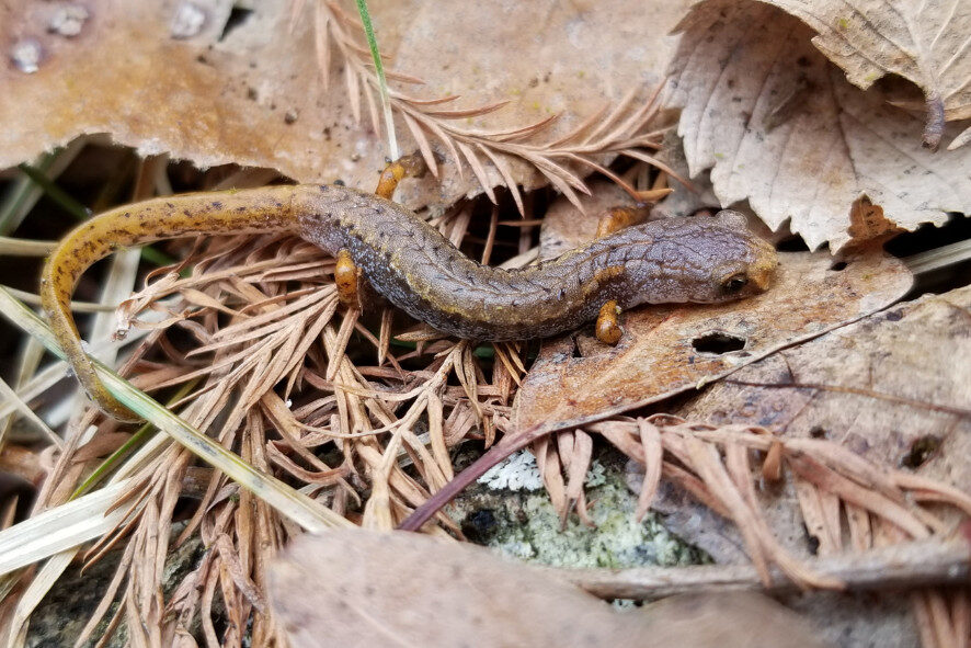 a four-toed salamander in leaf litter