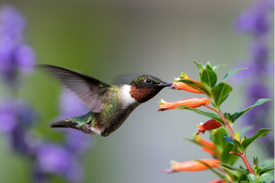 a ruby-throated hummingbird feeding on a cuphea flower