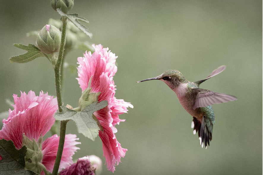 ruby-throated hummingbird on hollyhock