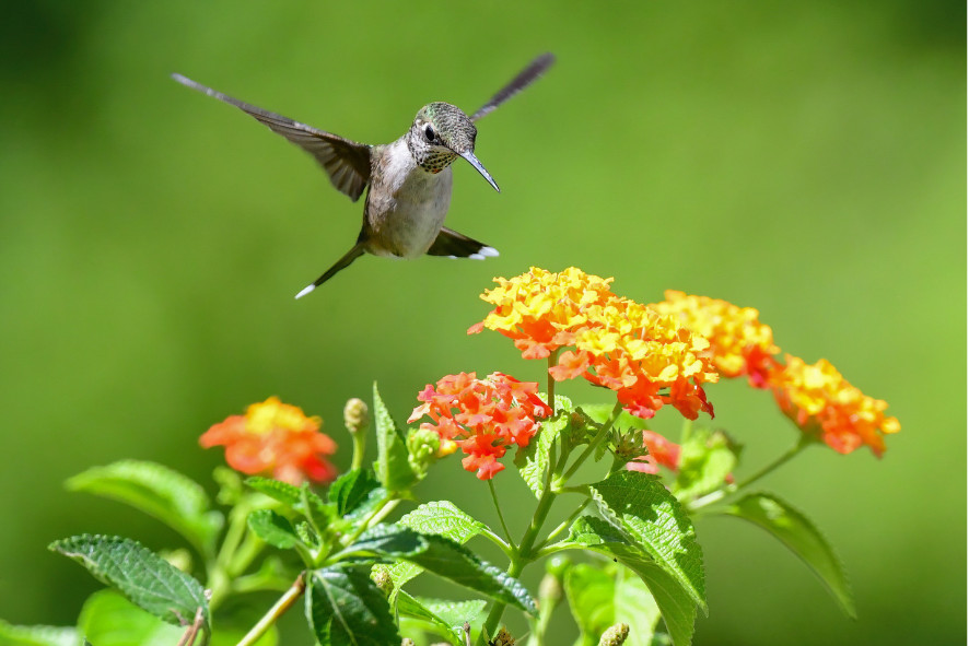 a ruby-throated hummingbird flying above lantana flowers