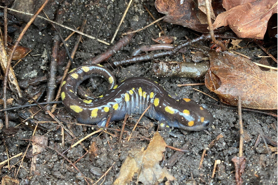 A spotted salamander in the mud