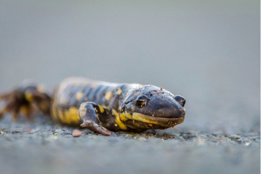 a tiger salamander crossing a road