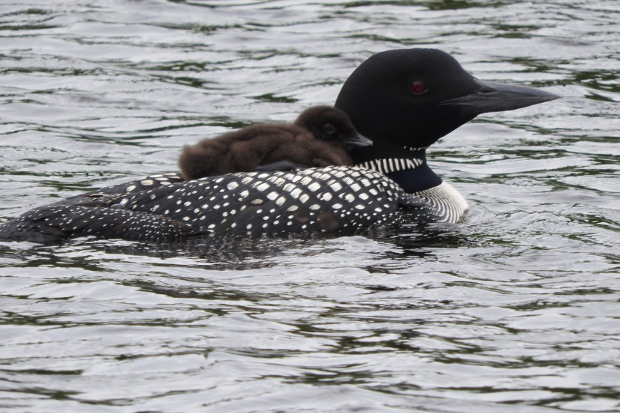 loon with a chick on its back in the water