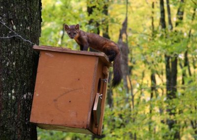 American Marten standing on top of monitoring box in the forest