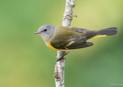 an American redstart perched on a branch