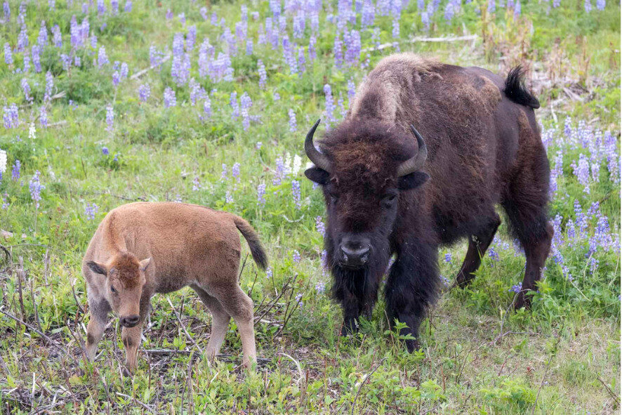An adult bison with their calf