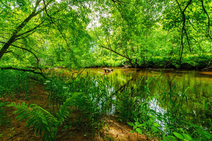 Battling Buckthorn at Bibon Swamp: Bayfield County’s Largest Wetland