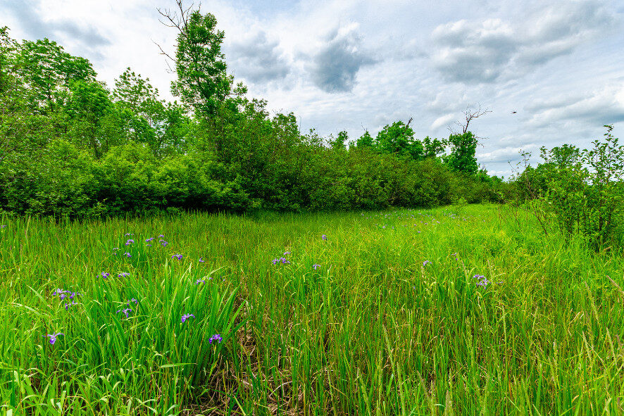 grassy landscape at Bibon Swamp State Natural Area