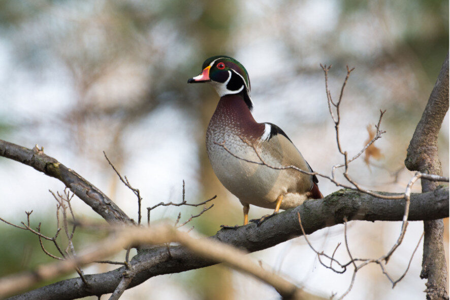 a wood duck perched in a tree