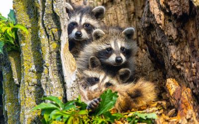 (Un)Lovable Wisconsin Wildlife