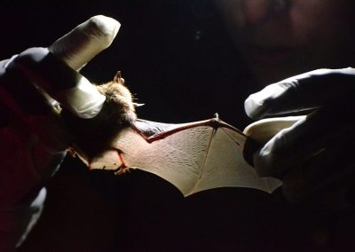 close up of a brown bat held by gloved hands