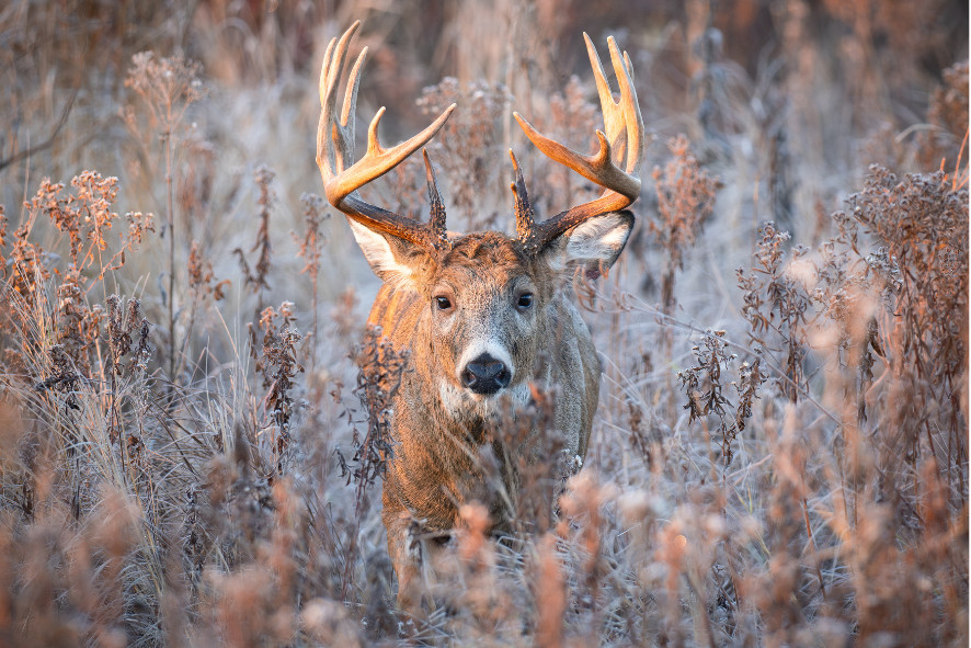 a buck standing in a frosty prairie