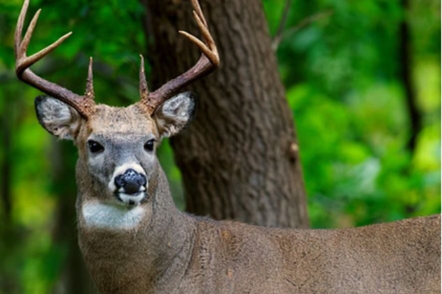 a white-tailed deer buck
