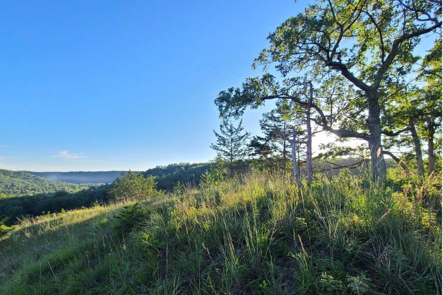 A bur oak and other trees on a Wisconsin hilltop vista