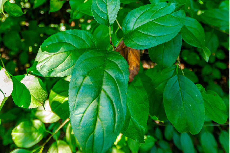 close up of common b uckthorn