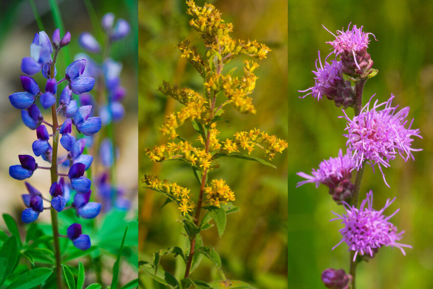 Waazija Haci is Bringing Wisconsin’s Pine Barrens Back to Life