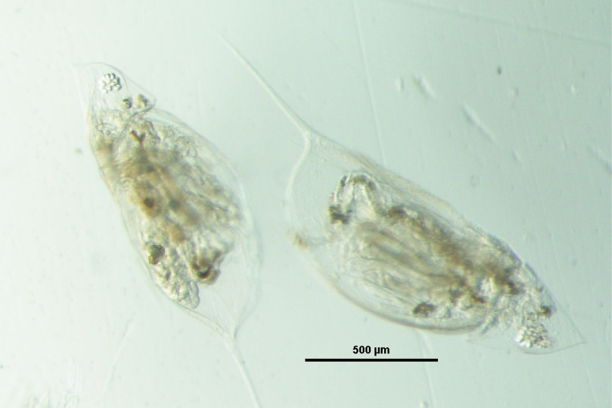 close up of zooplankton that spiny water fleas like to eat