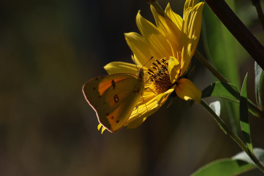 a clouded sulphur butterfly on a sawtooth sunflower
