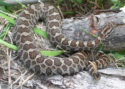 Eastern Massasauga on fallen logs