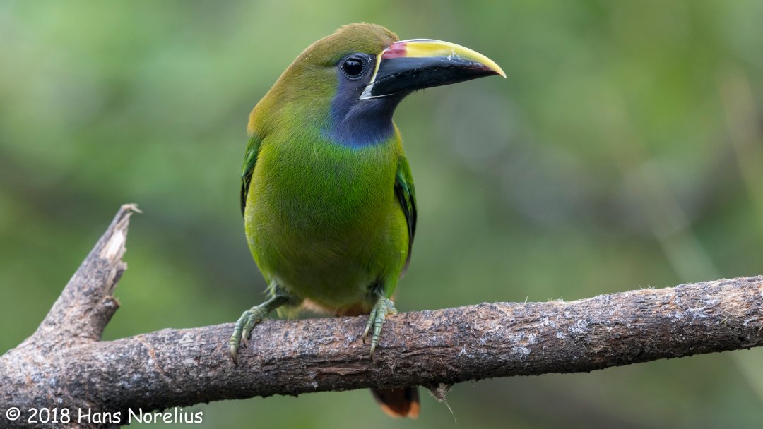An Emerald Touncanet perched on a tree branch. Costa Rice: Preserving Paradise trip promo.