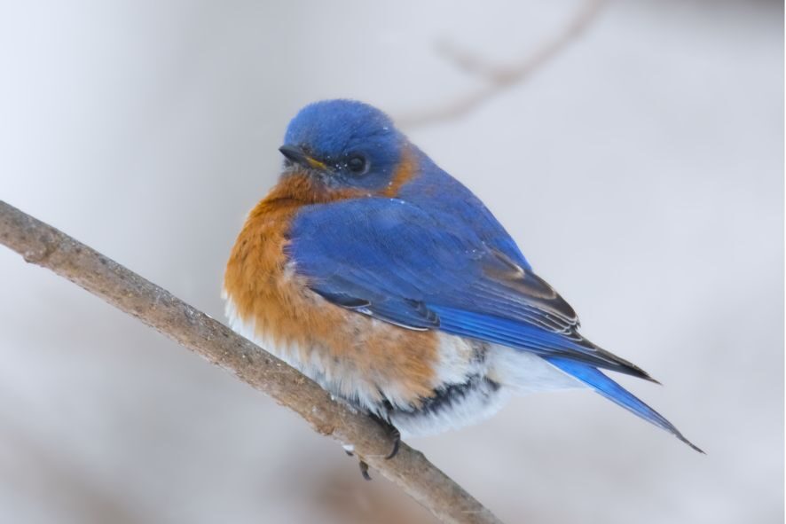 eastern bluebird with fluffed up feathers perched on a branch