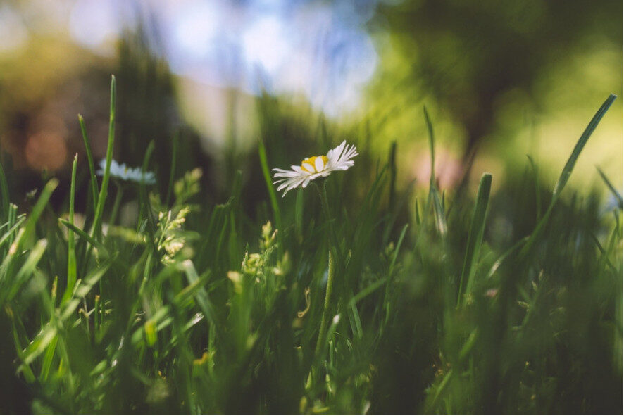 close up of grass and a white and yellow flower