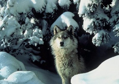 gray wolf peers out from under snow-covered pine trees