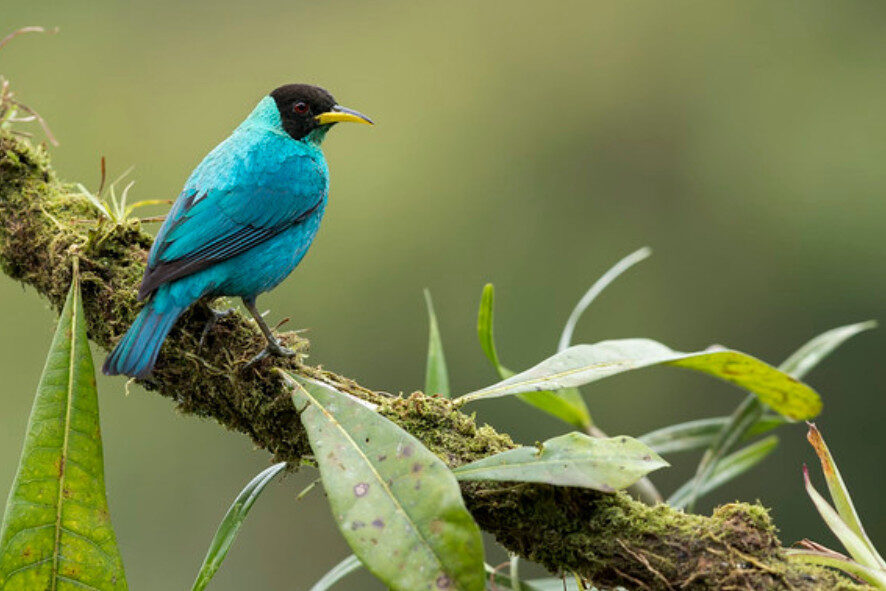 A green honeycreeper perched on a branch