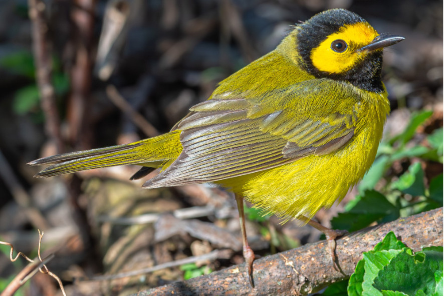 hooded warbler perched on a stick on the forest floor