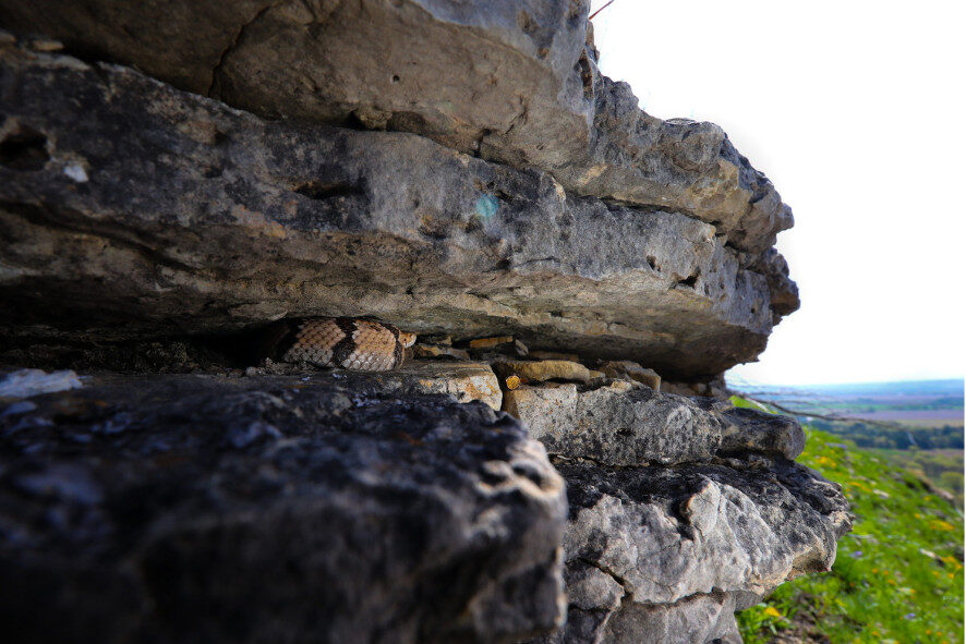 a young timber rattlesnake tucked into the edge of rocks on a cliffside