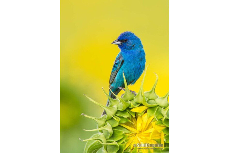 an Indigo Bunting perched in a tree