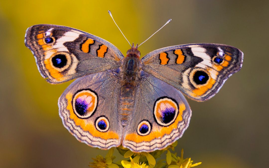 Protecting your local pollinators