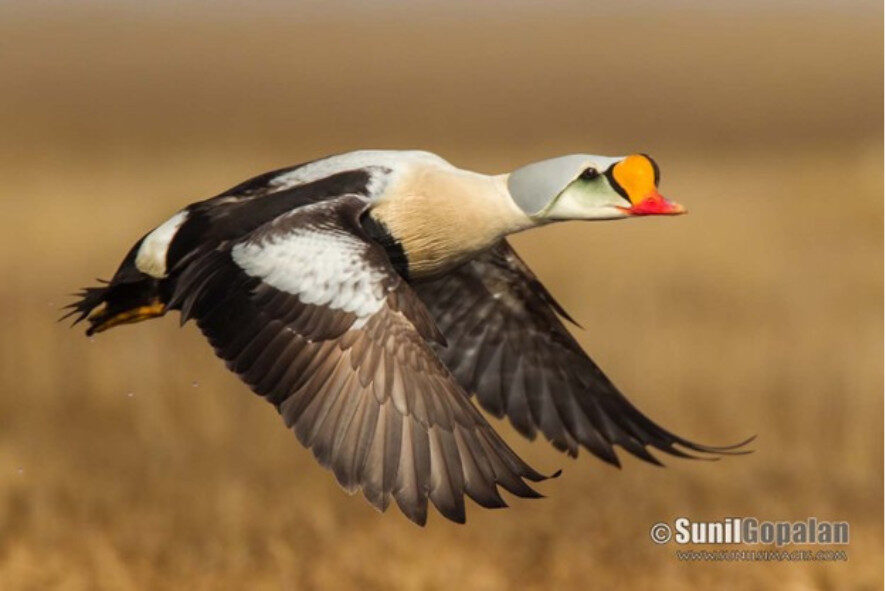 a king eider flying above the ground