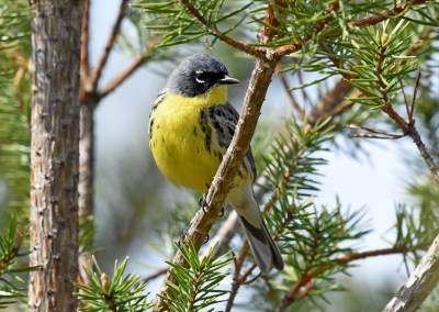 A Kirtland's warbler perched in a pine tree