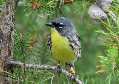 Tagged Kirtlands Warbler perched on a tree branch