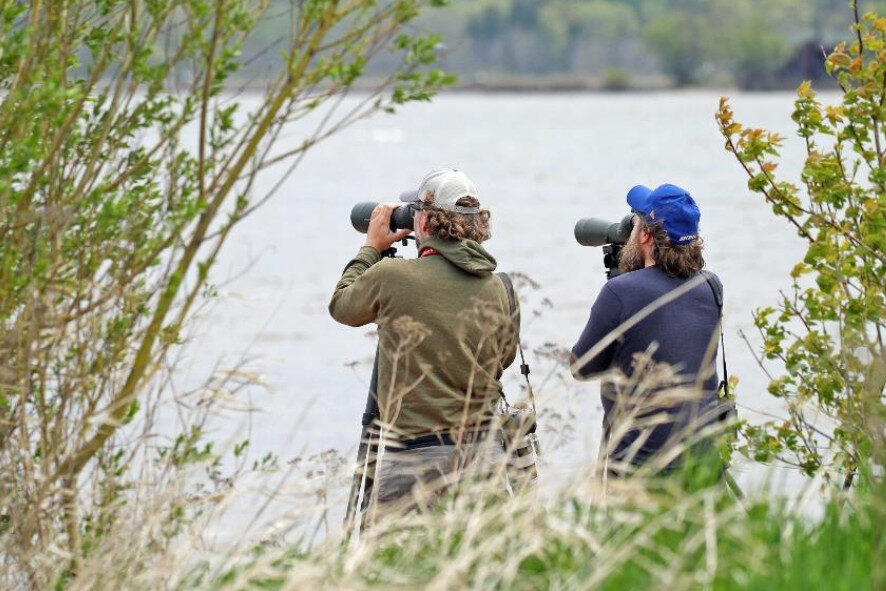 two people looking across the water through birding scopes framed by bushes
