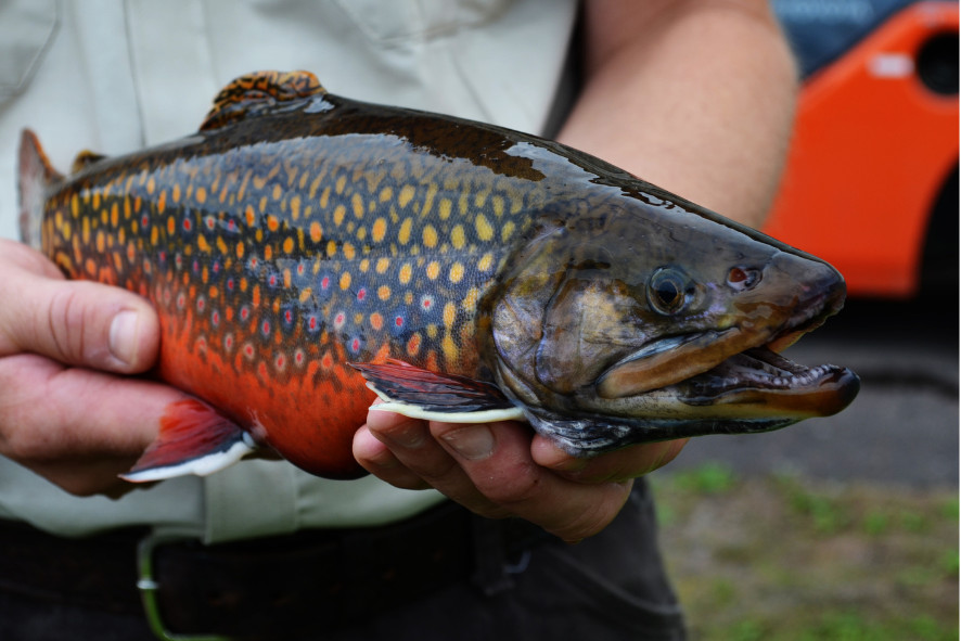 Male coaster brook trout