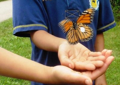 Two children hands hovering under a tagged monarch in mid-flight