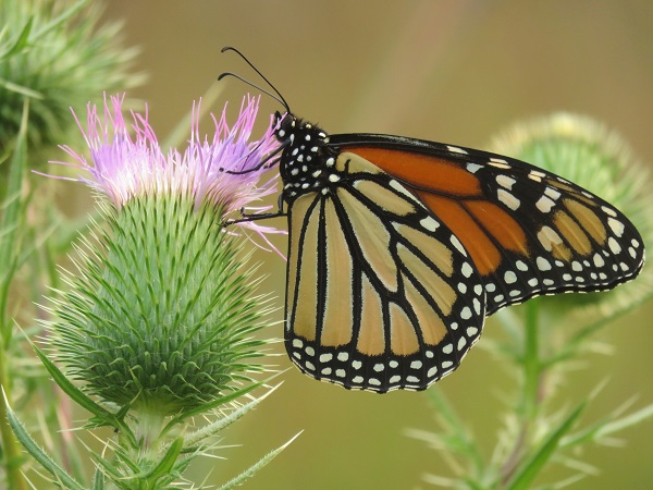 NRF joins national effort to protect the monarch butterfly