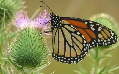 NRF joins national effort to protect the monarch butterfly
