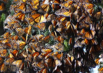 roosting monarchs on a tree